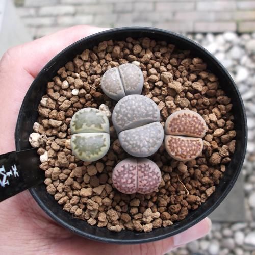 在庫一掃セール売れ筋ランキング リトープス m-plant 植物と暮らす - その他多肉植物