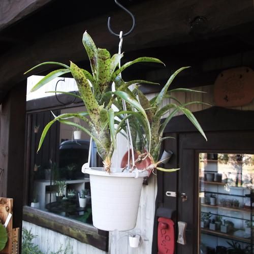 ネオレゲリア・パウシフローラ・ラージフォーム 吊り - 植物と