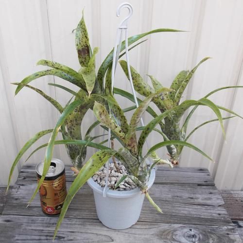 ネオレゲリア・パウシフローラ・ラージフォーム 吊り - 植物と