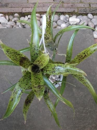 群生 ネオレゲリア パウシフローラ ネオレゲリア パウシフローラ スーパーホワイトクローン | GREEN