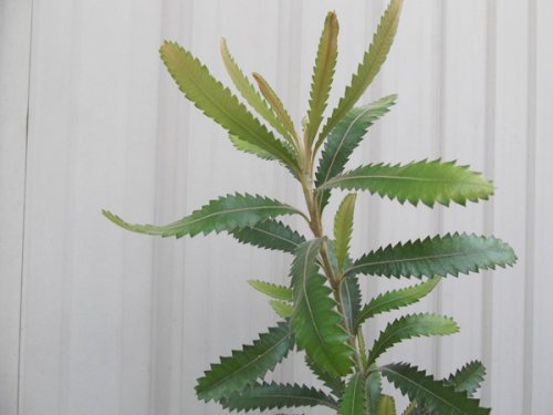 バンクシア・アエムラ ５号 - 植物と暮らす m-plant