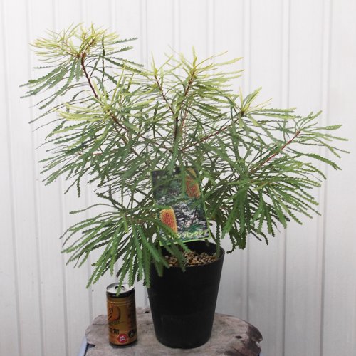 バンクシア スピヌロサ 植物と暮らす M Plant