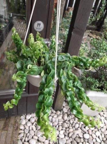 エスキナンサス・ツイスター 6号吊り - 植物と暮らす m-plant エスキナンサス・ツイスター 6号吊り - 植物と暮らす m-plant