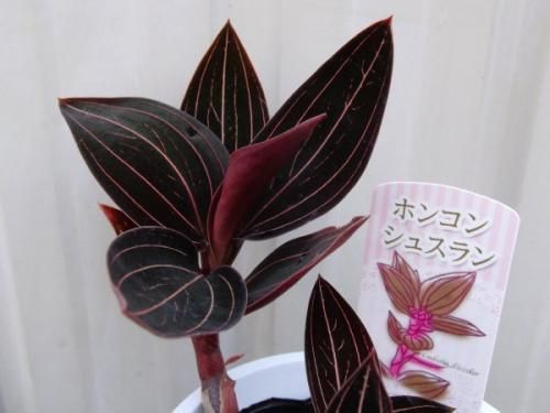 ルディシア・ディスカラー - 植物と暮らす m-plant