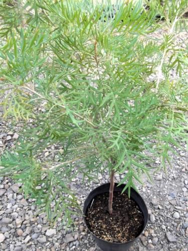 グレビレア・ピーチ&クリーム 110cm 8号 - 植物と暮らす m-plant グレビレア・ピーチ&クリーム 110cm 8号 - 植物と暮らす m-plant