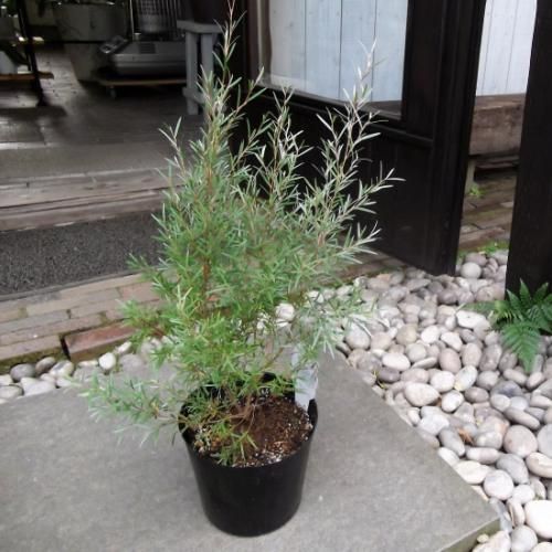 シルバーティーツリー 6号 - 植物と暮らす m-plant