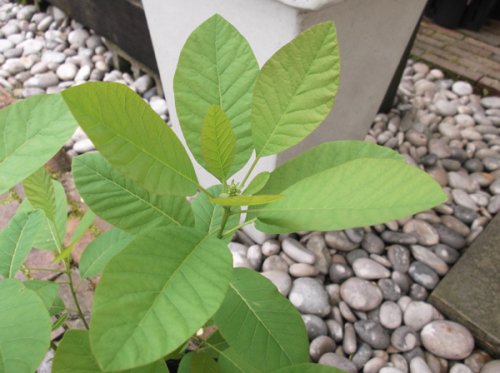 スモークツリー フレーム 落葉 植物と暮らす M Plant