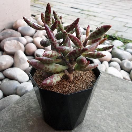 アドロミスクス フィリカウリス 植物と暮らす M Plant アドロミスクス フィリカウリス 植物と暮らす M Plant