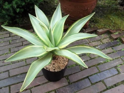アガベ　デスメティアナ　特別斑　トリカラー アガベ・デスメティアナ ジョーホーク｜Agave desmettiana 'Joe