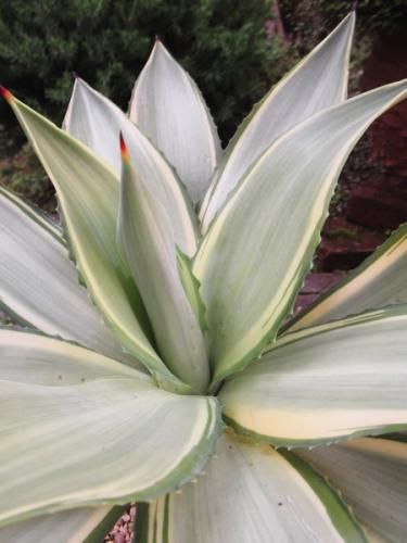 アガベ　デスメティアナ　特別斑　トリカラー 2025年最新】アガベ・デスメティアナの人気アイテム - メルカリ