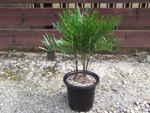 ザミア　フロリダーナ ザミア・フロリダーナ 9号 - 植物と暮らす m-plant
