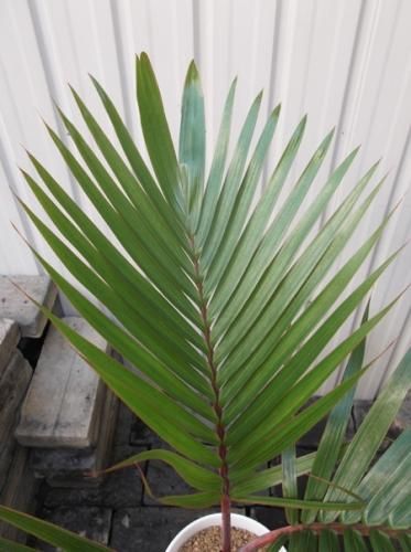 トックリヤシ 6号 - 植物と暮らす m-plant