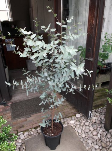 ユーカリ・シルバードロップ 130ｃｍ - 植物と暮らす m-plant