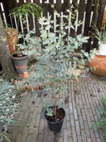ユーカリ シルバードロップ 130ｃｍ 植物と暮らす M Plant