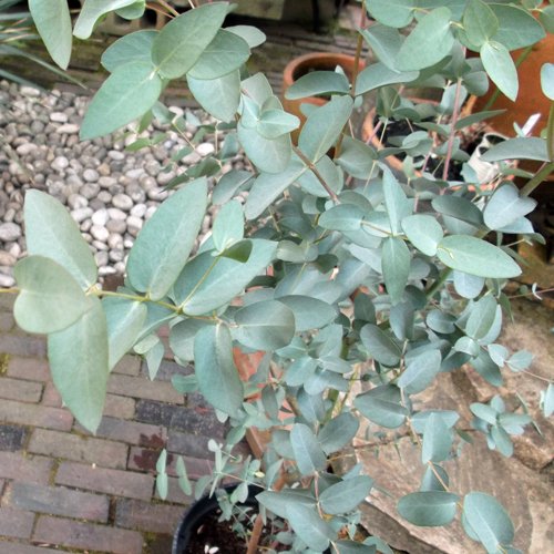 ユーカリ シルバードロップ 130ｃｍ 植物と暮らす M Plant