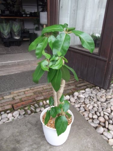 ブラッサイア ６号 - 植物と暮らす m-plant