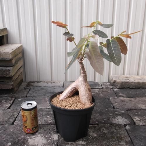 フィランサス　ミラビリス5号 フィランサス：ミラビリス 5号鉢植え の通販 | 園芸ネット