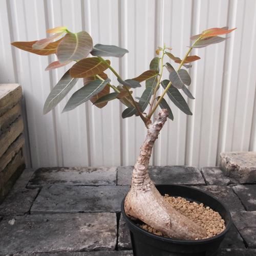 フィランサス　ミラビリス5号 フィランサス：ミラビリス 5号鉢植え の通販 | 園芸ネット
