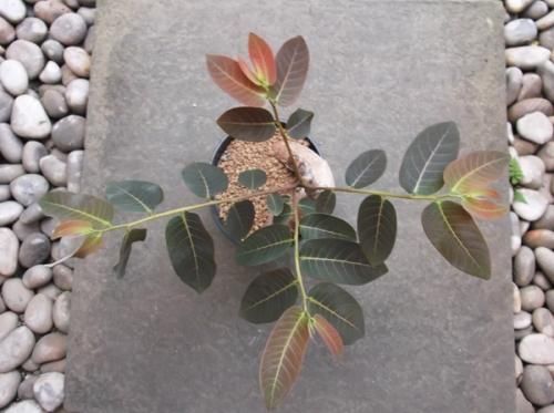 フィランサス・ミラビリス 5号 - 植物と暮らす m-plant