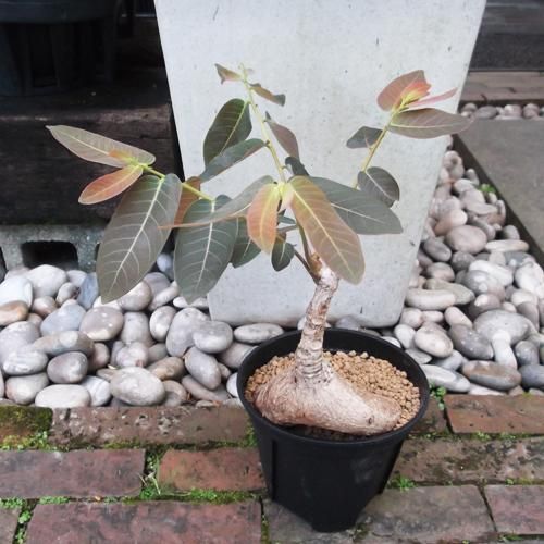 フィランサス・ミラビリス 5号 - 植物と暮らす m-plant