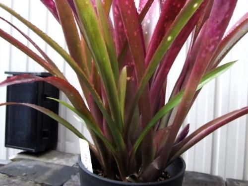 Billbergia 'Teng Ee'〔ビルベルギア〕現品発送B0271 Billbergia Teng E 【artPLANTs】Billbergia/ビルベルギア