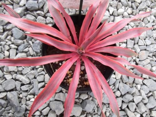ユッカ・グロリオサ・ブライトスター 5号 - 植物と暮らす m-plant