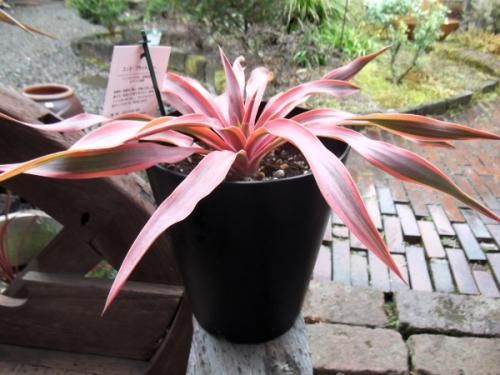 ユッカ・グロリオサ・ブライトスター 5号 - 植物と暮らす m-plant ユッカ・グロリオサ・ブライトスター 5号 - 植物と暮らす m-plant