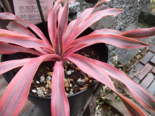 ユッカ・グロリオサ・ブライトスター 5号 - 植物と暮らす m-plant