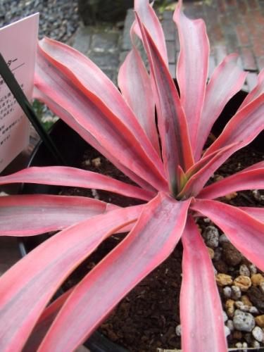 ユッカ・グロリオサ・ブライトスター 5号 - 植物と暮らす m-plant