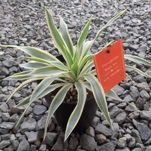 ユッカ・グロリオサ・ブライトスター 5号 - 植物と暮らす m-plant ユッカ・グロリオサ・ブライトスター 5号 - 植物と暮らす m-plant