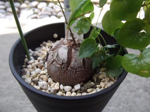 亀甲竜(アフリカキッコウリュウ)3.5号 - 植物と暮らす m-plant 亀甲竜(アフリカキッコウリュウ)3.5号 - 植物と暮らす m-plant
