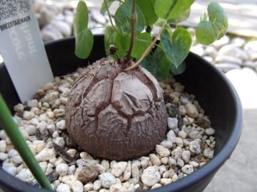 亀甲竜(アフリカキッコウリュウ)3.5号 - 植物と暮らす m-plant 亀甲竜(アフリカキッコウリュウ)3.5号 - 植物と暮らす m-plant
