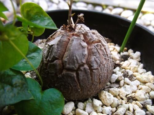 亀甲竜（アフリカキッコウリュウ）3.5号 - 植物と暮らす m-plant