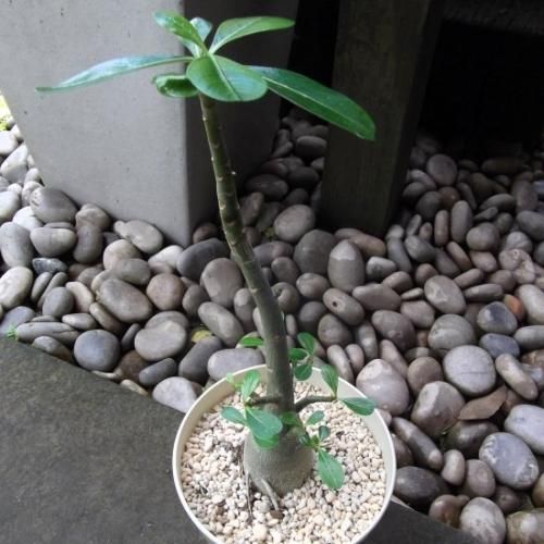 入荷now 口コミ アデニウム・オベスム m-plant 植物と暮らす - 5号 テレビ台