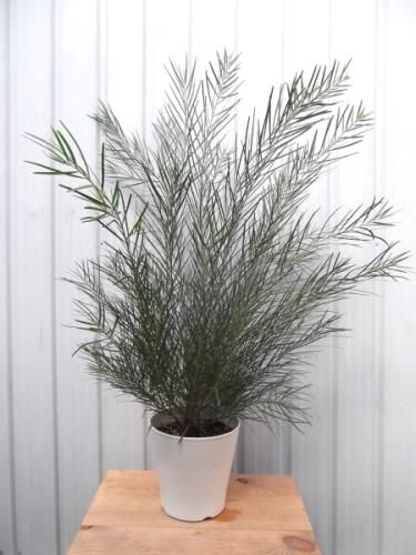 アカシア・フロリバンダ 5号 - 植物と暮らす m-plant