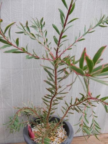 リューカデンドロン・ジョリージョーカー 7号 - 植物と暮らす m