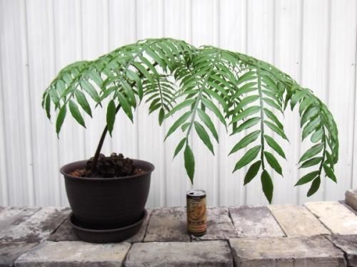 えげつないサイズのリュウビンタイ リュウビンタイ えげつないサイズ