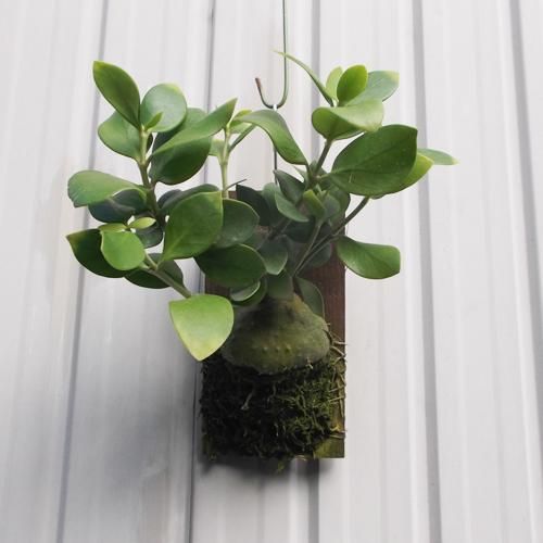 あり植物 Hydnophytum puffii 着生 ヒドノフィツム Hydnophytum puffii【681】 | PROTOLEAF プロト