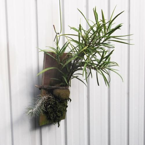 Yahoo!オークション - アリ植物 Hydnophytum puffii 実生株