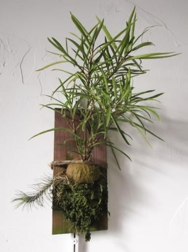 ヒドノフィツム・パフィー 壁掛け - 植物と暮らす m-plant