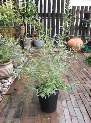 グレビレア・スプレンダー 7号 - 植物と暮らす m-plant グレビレア・スプレンダー 7号 - 植物と暮らす m-plant