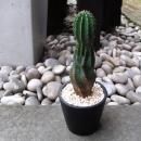 3.5