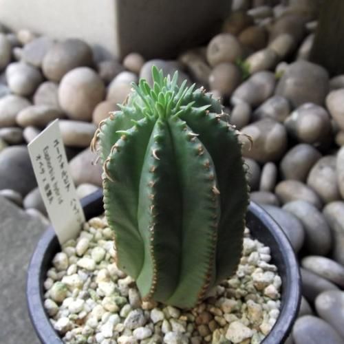 笹蟹丸×オベサ 3.5号 - 植物と暮らす m-plant