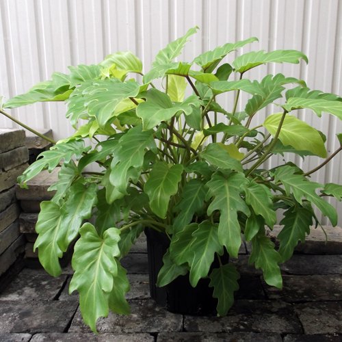 フィロデンドロン・ゴールデンザナドゥ - 植物と暮らす m-plant