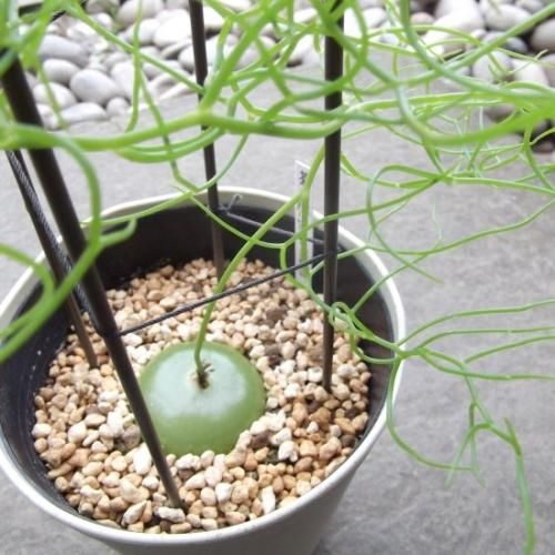 蒼角殿（ソウカクデン） 4号 - 植物と暮らす m-plant