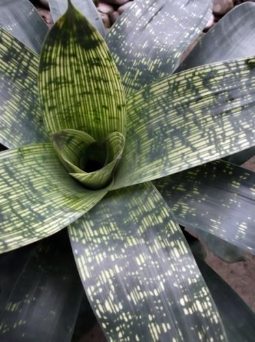 フリーセア・ギガンティア 6号 - 植物と暮らす m-plant