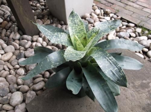 ギガンティア♂️ フリーセア・ギガンティア 6号 - 植物と暮らす m-plant