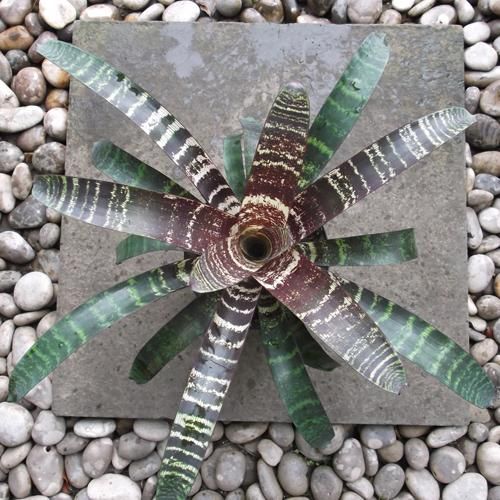 フリーセア・レッドチェスナット 6号 - 植物と暮らす m-plant