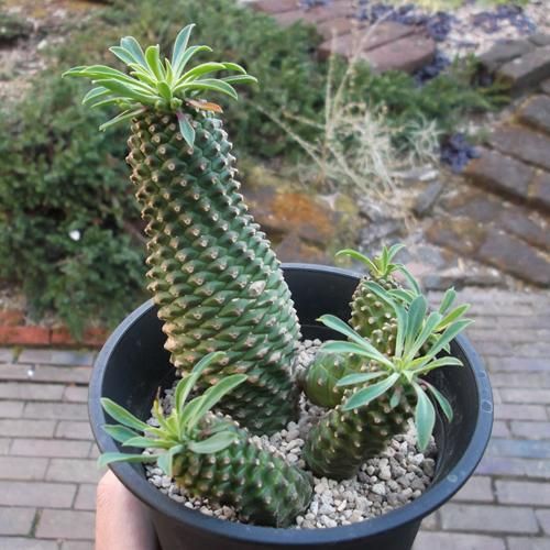 蘇鉄麒麟（ソテツキリン） - 植物と暮らす m-plant