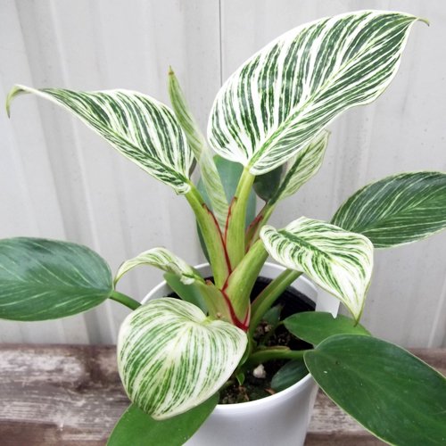フィロデンドロン・バーキン ４号 - 植物と暮らす m-plant